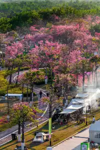 橫琴花海長廊異木棉最佳機位