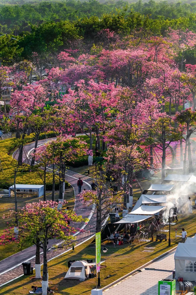 橫琴花海長廊異木棉最佳機位 橫琴花海長廊異木棉最佳機位