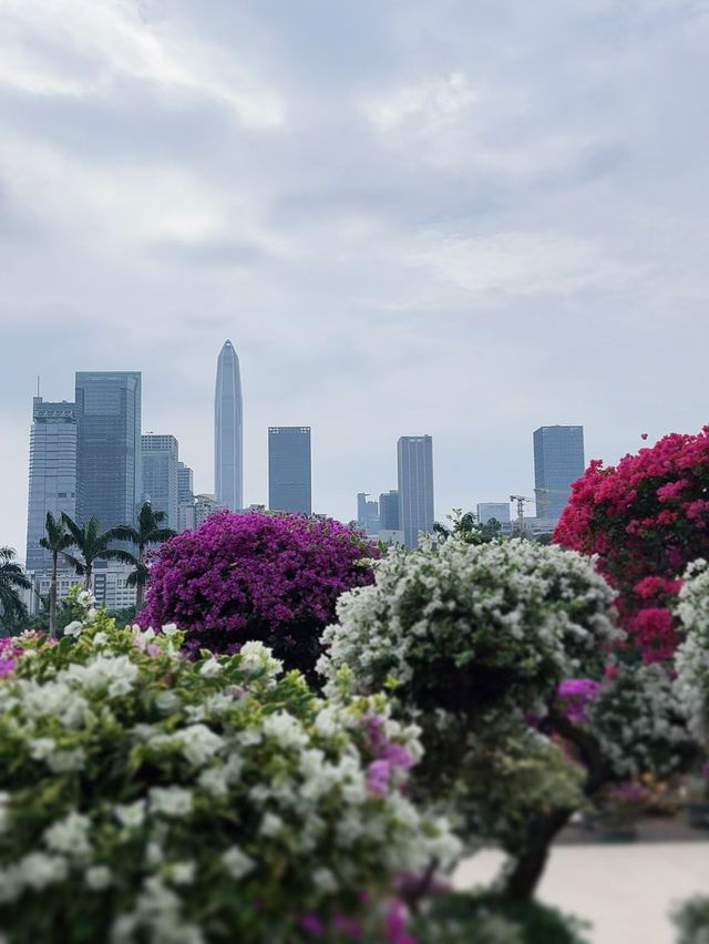 深圳必打卡|蓮花山公園保姆級攻略仰望偉人俯瞰城! 深圳必打卡|蓮花山公園保姆級攻略仰望偉人俯瞰城!