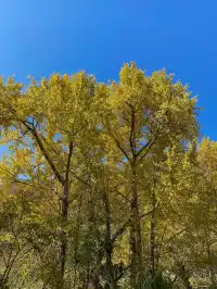 諸暨靈山坞|被銀杏和徒步治癒的秋天