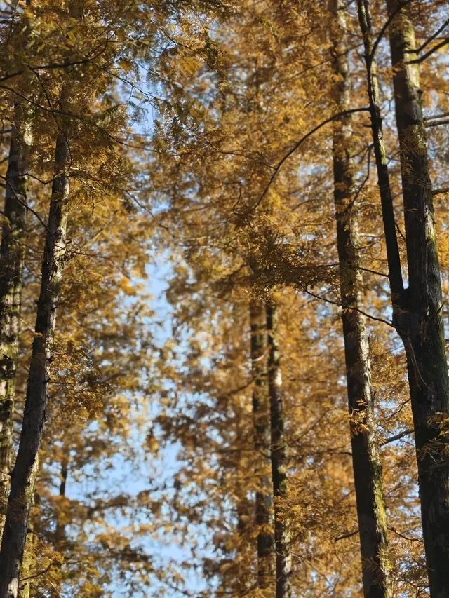 莫干山太美了 好棒完成人生第一次徒步 莫干山太美了 好棒完成人生第一次徒步