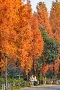 升仙湖的秋，是水杉用紅色寫的詩 