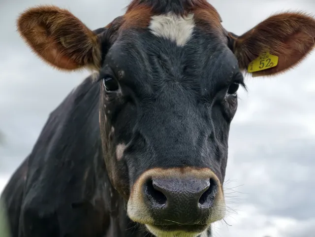 新西蘭北島值得二刷的羅托魯瓦 新西蘭北島值得二刷的羅托魯瓦
