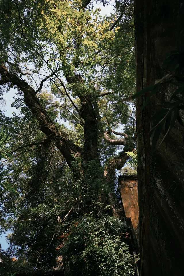 只因國清寺,去了一趟台州!(不自駕交通) 只因國清寺,去了一趟台州!(不自駕交通)