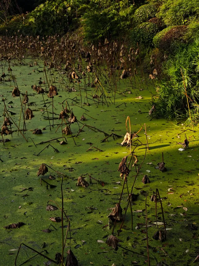 重慶寶藏地，0元闖進秋日禪意天堂