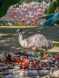 廣州長隆攻略1.5天玩透動物園，不走回頭路