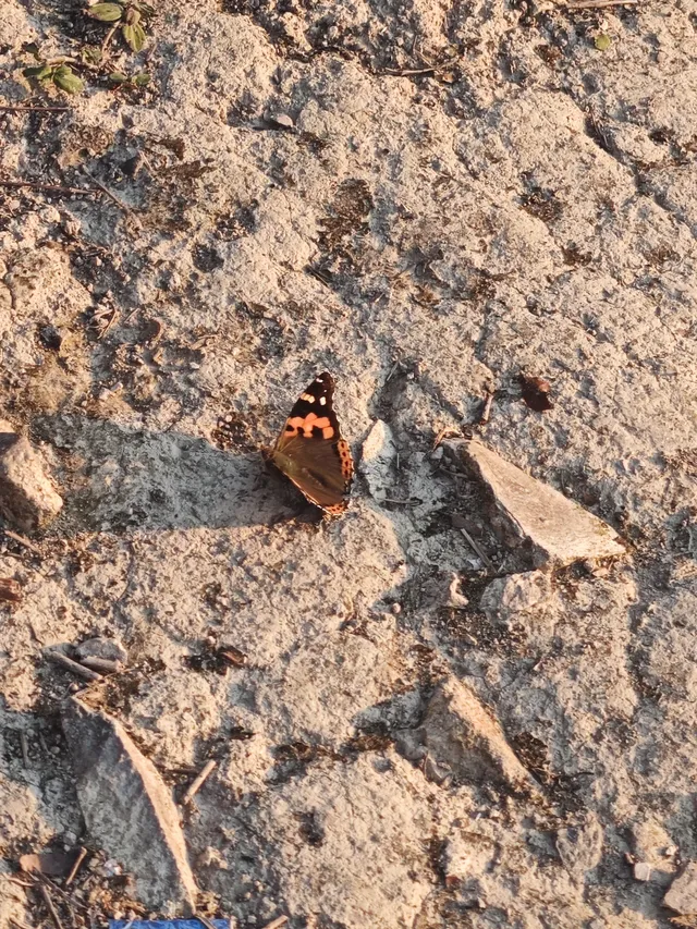 溫州永嘉｜來東蒙山看日落吧