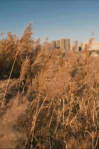 褪去夏日的喧囂，擁抱冬日的詩篇：晉陽湖蘆葦蕩