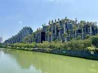 無懼秋老虎,打卡「千樹」之城,歷史的變遷,不定期更新