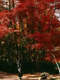 12.6共青森林公園橙黃橘綠時(附路線)