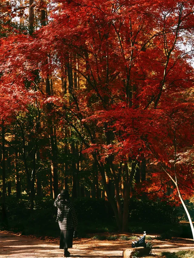 12.6共青森林公園橙黃橘綠時(附路線) 12.6共青森林公園橙黃橘綠時(附路線)