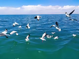 Qinghai is a god-like place! They've welded the lake blue into their eyes!