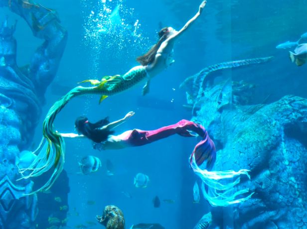 Mermaid Show Returns for a Limited Time at the Exploration Research Institute