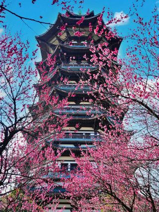 Must-visit Yanghu Wetland Park Egret Tower for Plum Blossom Viewing in Changsha - Live Broadcast of Stunning Photos
