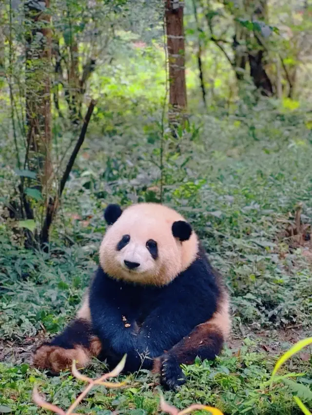 Chengdu Panda Base｜The Ultimate Guide to Chasing Huahua! One-Stop for Family Fun + Trendy Photo Spots