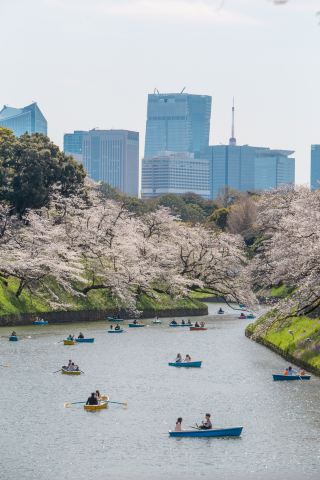 Chidorigafuchi Cherry Blossom Viewing in Central Tokyo in Early April｜The Moat Cherry Blossom Tunnel is Stunning
