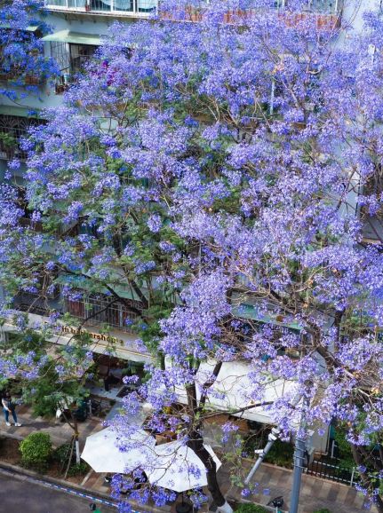 雲南の春の花見完全ガイド：山と海を越える花の約束へ | Trip.com 昆明