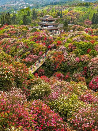 貴州毕節～中国で最も美しいツツジの聖地