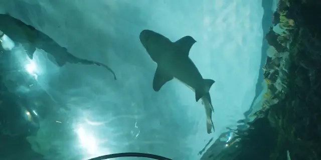 San Diego SeaWorld's Brand New Shark Interactive Experience Now Open