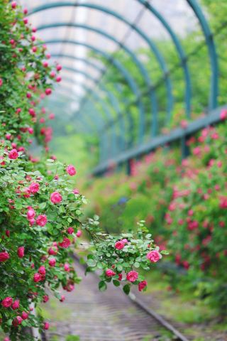 กับการพบเจอกับรางดอกไม้～～～