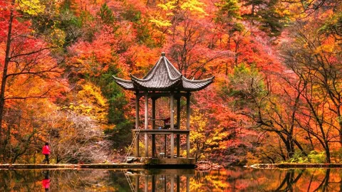 100,000 mu of red leaves turned vibrant overnight! This mountain in southern Shaanxi is the ultimate autumn destination! — traveler post in Xi'an