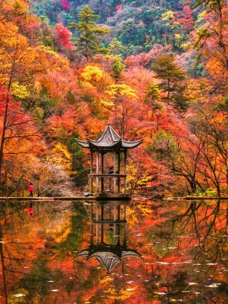 100,000 mu of red leaves turned vibrant overnight! This mountain in southern Shaanxi is the ultimate autumn destination!