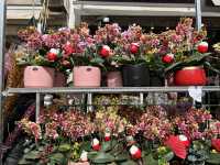 Colourful Flowers for Chinese New Year