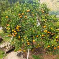 สวนส้มชไมพร🍊🍊