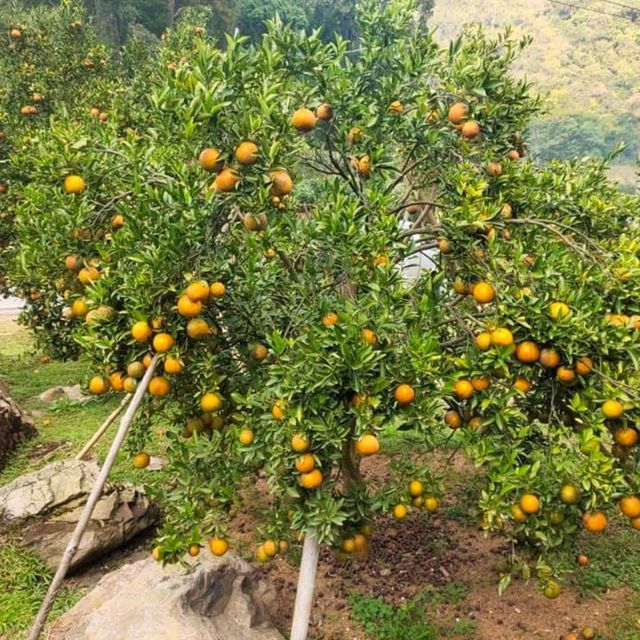 สวนส้มชไมพร🍊🍊