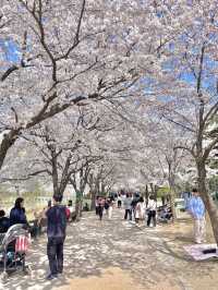 수원 벚꽃명소 🌸만석공원🌸