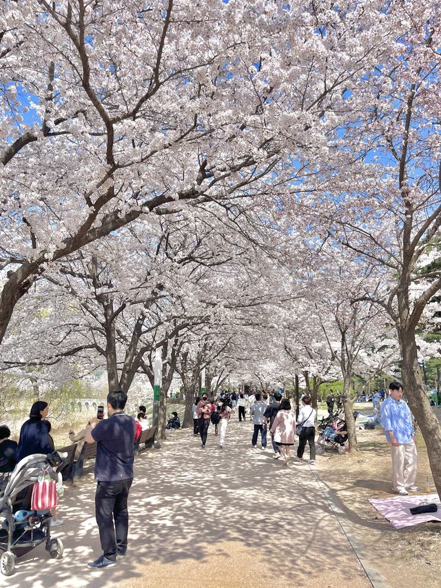 수원 벚꽃명소 🌸만석공원🌸