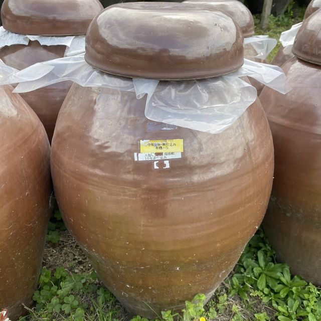 鹿児島県「桷志田」で壺畑見学と黒酢ランチ