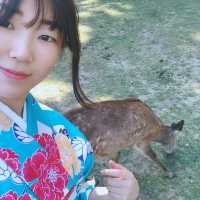 나라여행 가면 기모노 입고 사슴과 놀기!