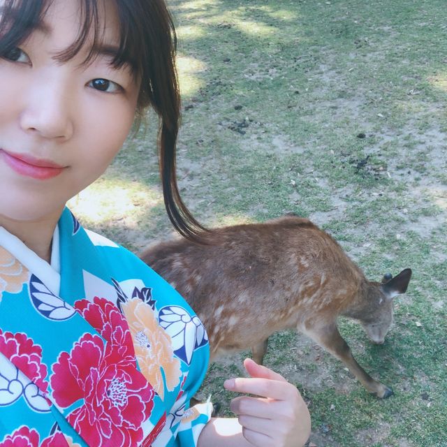 나라여행 가면 기모노 입고 사슴과 놀기!