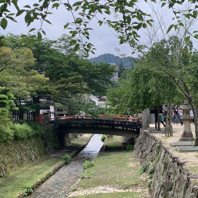 one of the must visit places in Japan - Itsukushima Shrine 