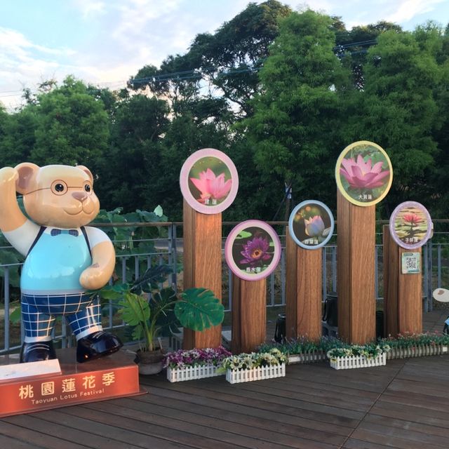 桃園新屋蓮花🪷季