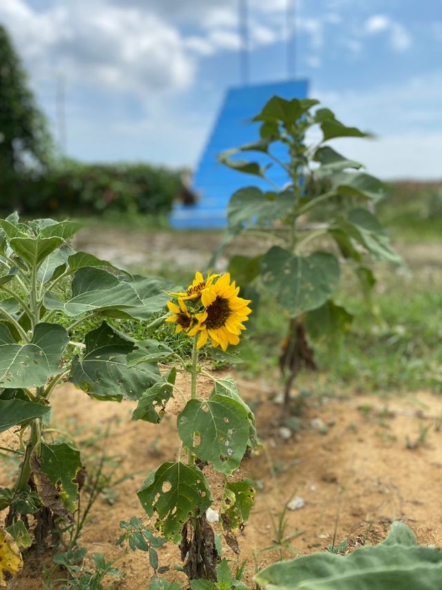 Sky Ladder Pineapple Farm ✨