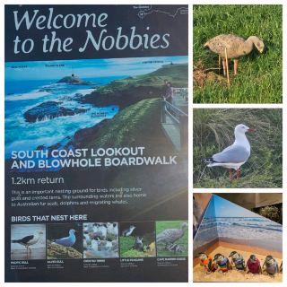 Must-visit Phillip Island: See Penguins🐧 & The Nobbies