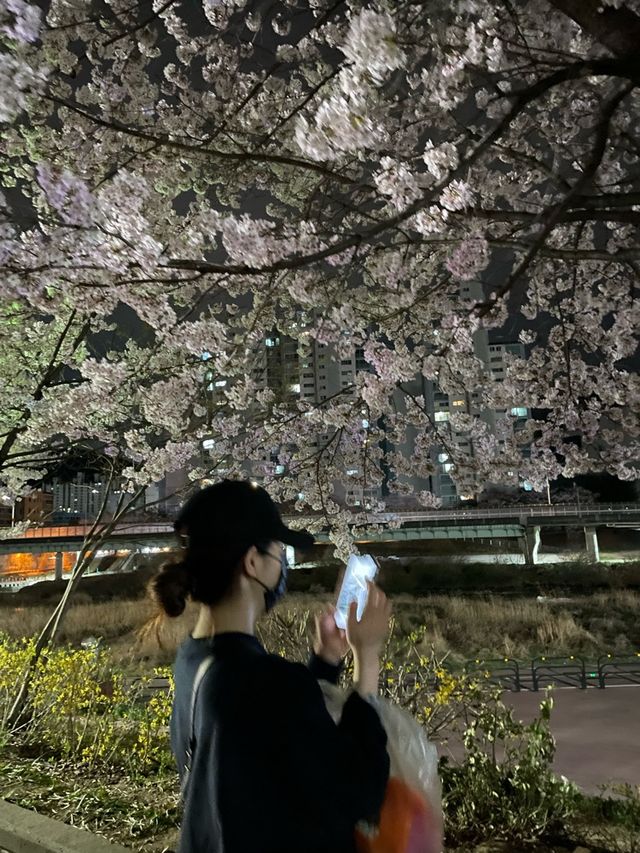 벚꽃맛집 안양 •충훈부 벚꽃축제•🌸