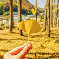 경주 단풍 명소, 도리마을 은행나무숲💛
