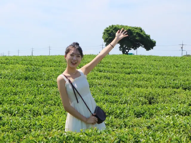 제주의 초록 녹차 밭🍃