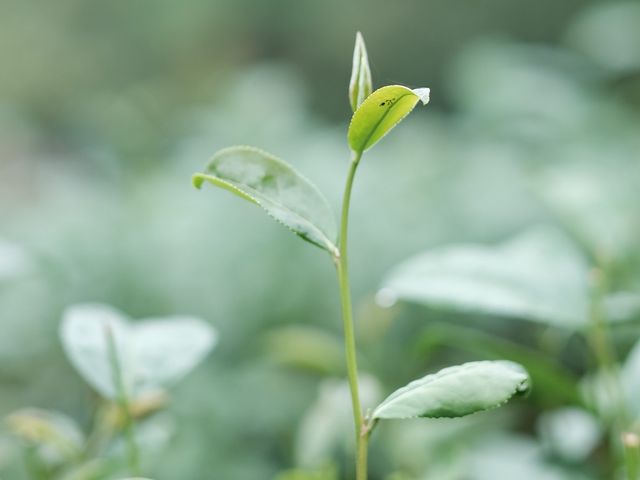 🌱ไร่ชาลุงเดช🌱อ.แม่แตง จ.เชียงใหม่