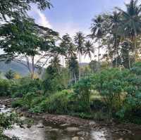 ChanYa Forest