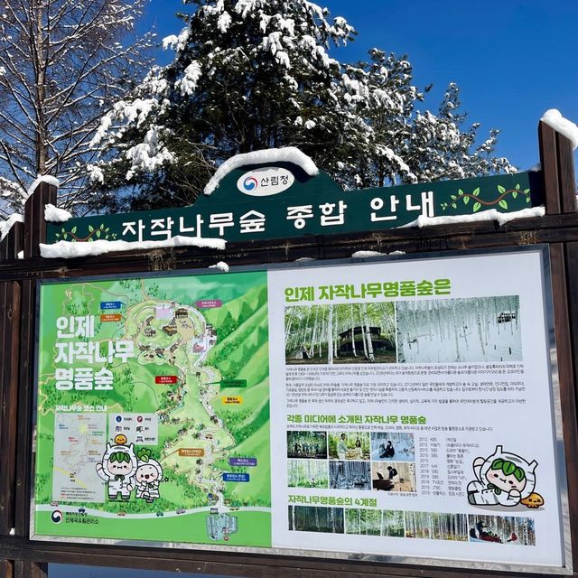 ❄️눈이 내려앉은 인제 원대리 자작나무 숲
