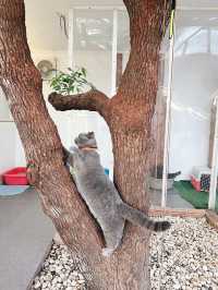 คาเฟ่แมว  Miku Cafe 🐱😽