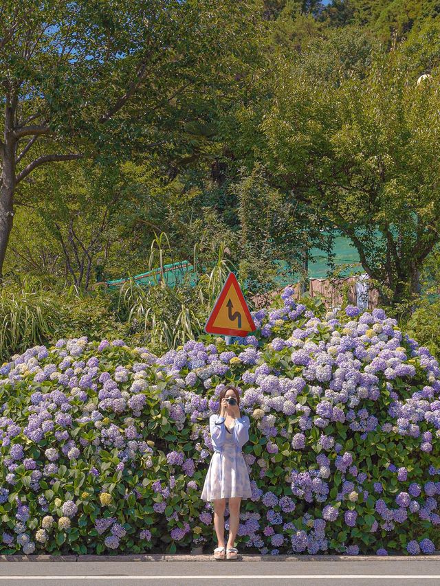 거제도 수국 스팟 모음집 이거만 보고 가도됩니다✨ 거제도 수국 스팟 모음집 이거만 보고 가도됩니다✨