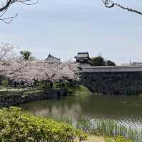 博多　大濠公園　桜が満開