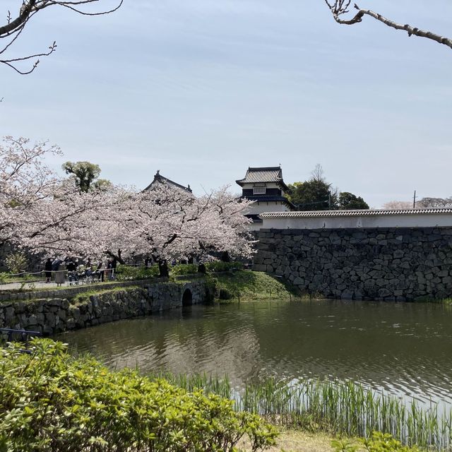博多　大濠公園　桜が満開
