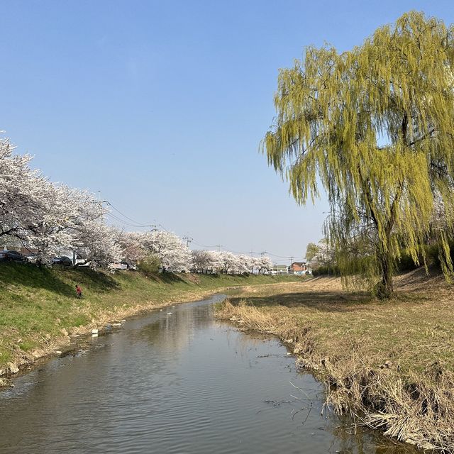 김포 계양천 벚꽃길🌸