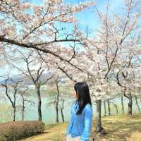 🌸 경주 벚꽃 시즌엔 "보문호수"🌸